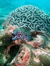 Moray eel in coral reef