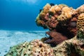 Moray eel in coral reef getting cleaned