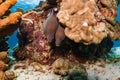 Moray eel couple in coral reef smiling Royalty Free Stock Photo