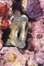 Moray eel in crevice