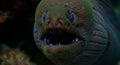 Moray eel in a dark underwater environment, showcasing its sharp teeth and textured skin. Royalty Free Stock Photo