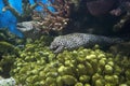 Moray eel dodging in the coral channel.