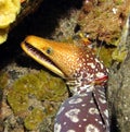 Moray eel