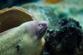 Moray eel, Moray, Giant moray. Thailand underwater