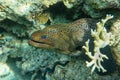 Moray eel - Gymnothorax javanicus Giant moray in the Red Sea,
