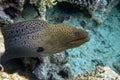 Moray eel - Gymnothorax javanicus Giant moray in the Red Sea,