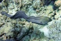 Moray eel - Gymnothorax javanicus Giant moray in the Red Sea,