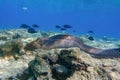 Moray eel - Gymnothorax javanicus Giant moray in the Red Sea,