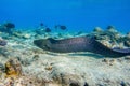 Moray eel - Gymnothorax javanicus Giant moray in the Red Sea,