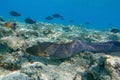 Moray eel - Gymnothorax javanicus Giant moray in the Red Sea,