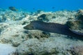 Moray eel - Gymnothorax javanicus Giant moray in the Red Sea,