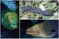 Moray eel - Gymnothorax javanicus Giant moray in the Red Sea,