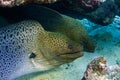 Moray eel - Gymnothorax javanicus Giant moray in the Red Sea,