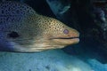 Moray eel - Gymnothorax javanicus Giant moray in the Red Sea,