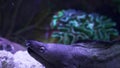 Moray Eel. Gymnothorax miliaris. Underwater video.