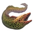 Moray eel Gymnothorax moringa. Royalty Free Stock Photo