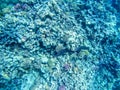 Moray Eel Gymnothorax Nudivome hunting on coral reef in the Red Sea, Egypt Royalty Free Stock Photo