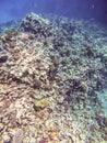 Moray Eel Gymnothorax Nudivome hunting on coral reef in the Red Sea, Egypt Royalty Free Stock Photo