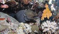 Moray eel Royalty Free Stock Photo