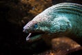 Moray Eel with its mouth open