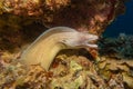 Moray eel in the Red Sea, Eilat Israel