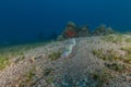 Moray eel in the Red Sea, Eilat Israel