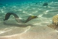 Moray eel in the Red Sea, eilat israel a.e