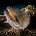 Moray eel Mooray lycodontis undulatus in the Red Sea, eilat israel a.e