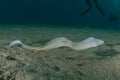 Moray eel Mooray lycodontis undulatus in the Red Sea, eilat israel