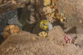 Moray eel in the Red Sea, Eilat Israel