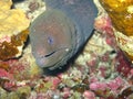 A moray eel muraenidae, coming out of a hole in the Red Sea off the coast of Yanbu, in Saudi Arabia