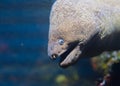 Moray eel or Muraenidae fish head in detailed underwater