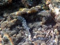 Moray eel Muraenidae - Gili Air Indonesia Asia