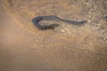 Moray Eel at Praia do Sancho Beach - Fernando de Noronha, Pernambuco, Brazil Royalty Free Stock Photo