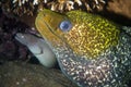 Moray eel in the ocean with coral
