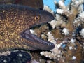 Moray eel with open jaws