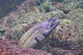 Moray eel with open mouth Royalty Free Stock Photo
