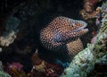 Moray eel peeking out of a hole in coral on a reef at the bottom of the Indian Ocean Royalty Free Stock Photo