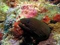 Moray Eel