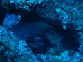 Moray Eel on the Carnatic Wreck