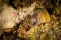 Moray eel in the red sea egypt