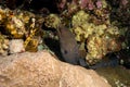Moray Eel in the red sea Royalty Free Stock Photo
