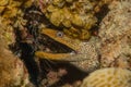 Moray eel in the Red Sea, Eilat Israel