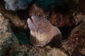 Moray eel in the Red Sea, Eilat Israel