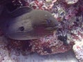 Moray eel reef maldives Island  underwaterphotography Royalty Free Stock Photo