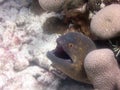 Moray eel reef maldives ocean scubadiving underwaterphotography Royalty Free Stock Photo