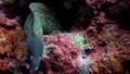 Moray eel close up looking dangerous & angry on colourful coral reef Philippines