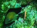 Moray eel and shrimp