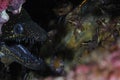 Moray Eel and Shrimps Underwater Royalty Free Stock Photo