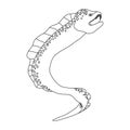 Moray eel. Sketch. Contour drawing of sea animal moray eel with open mouth and teeth. Vector illustration isolated on white Royalty Free Stock Photo